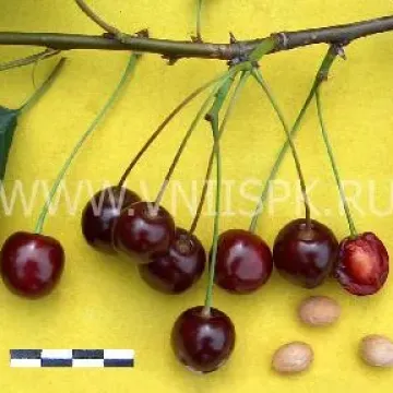 ENIKEEV MEMORY
