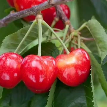 Ruby Kuban