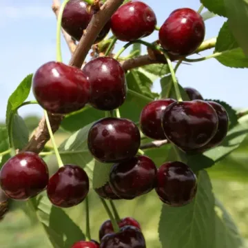 Жуковская / Жуковська