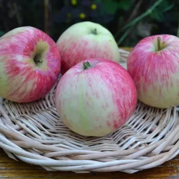 Башкирское зимнее