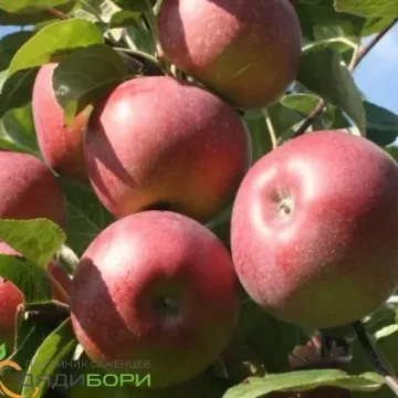 Каразынское / Каразинське