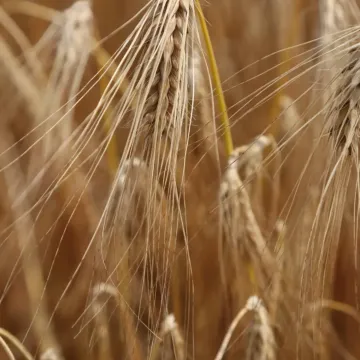 Адалина