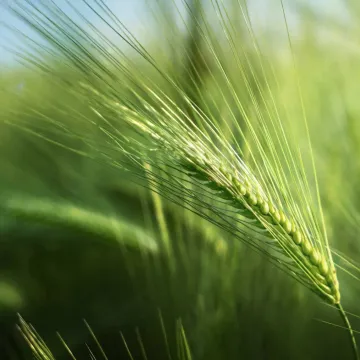 Амил