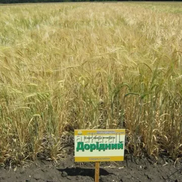 Доридний