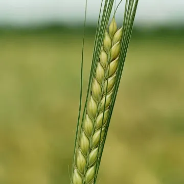 Лаурикка