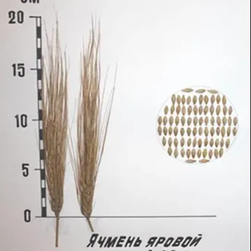 ОМСКИЙ 99