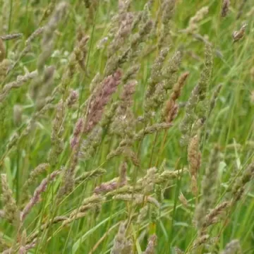 Хлыновская