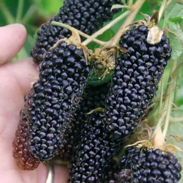 Коламбия Джаент