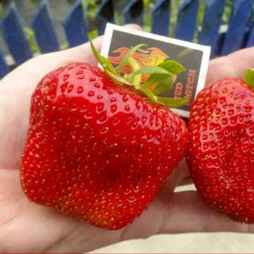 Дели