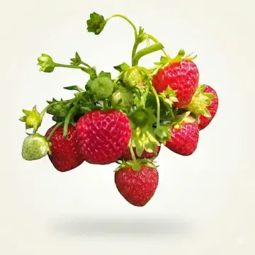 ДрисСтроуСикстиФайв