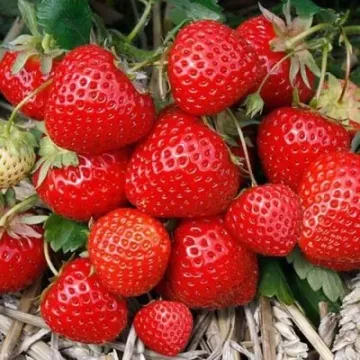 Елеганс