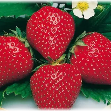 Відродження