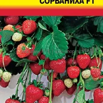 Удача