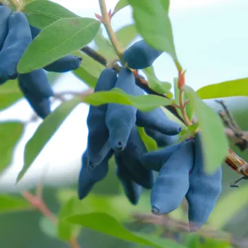 Бакчарская Юбилейная