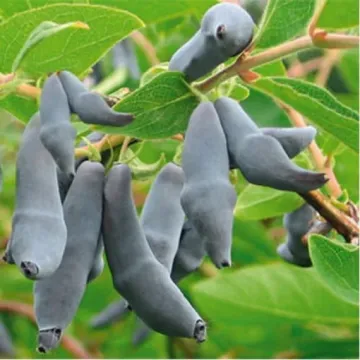 Чулымская