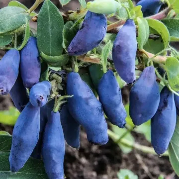 Морена