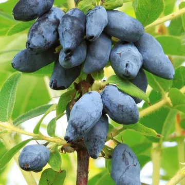 Югана
