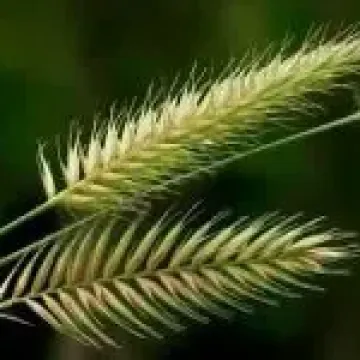 ЗЕРНОГРАДСКИЙ 1