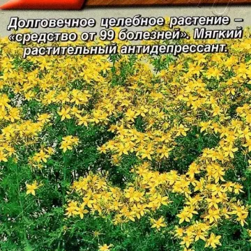 Золотодолинский