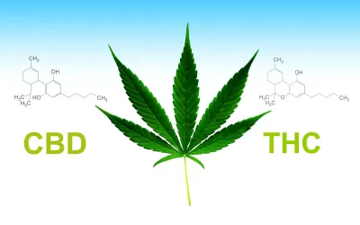 CBD и THC: в чем разница и как они влияют на организм