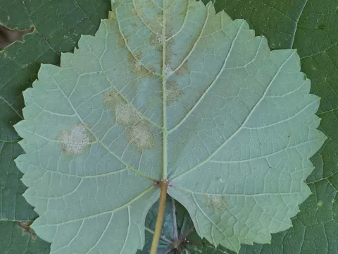 Henry Van T. Cotter · CC BY 4.0 · GBIF
