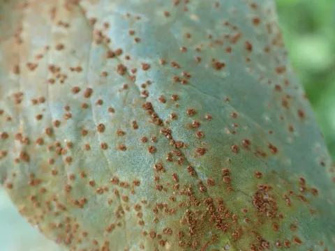 Jan Sheppard · CC BY 4.0 · GBIF