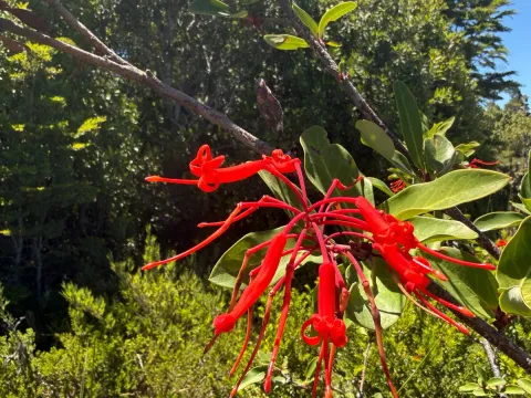 Francisco E. Fonturbel · CC BY 4.0 · GBIF