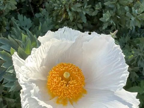 Debra Miyamoto · CC0 1.0 · GBIF