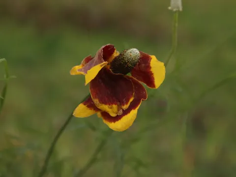 Reid Hardin · CC BY 4.0 · GBIF