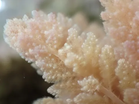Sean Hartnett · CC BY 4.0 · GBIF
