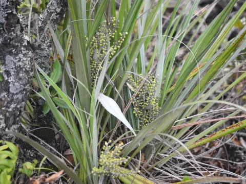 Flavien Saboureau · CC BY 4.0 · GBIF
