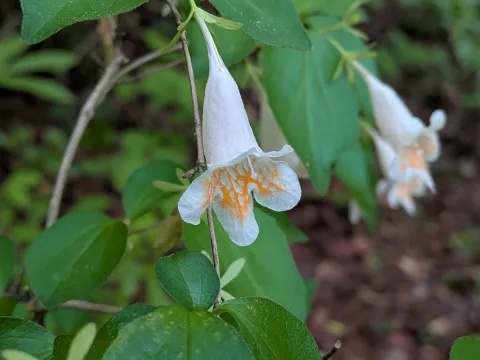 plant 0302 · CC BY 4.0 · GBIF