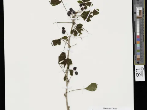 Ingrid P. Lin · CC0 1.0 · GBIF