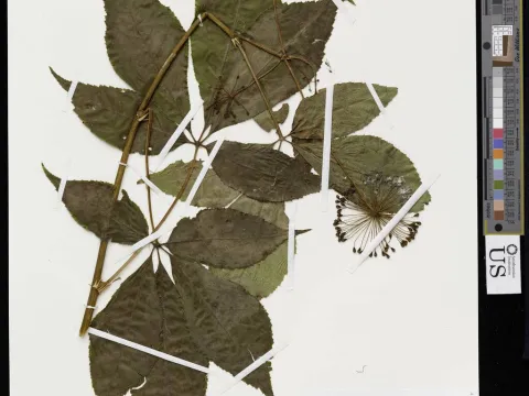 Ingrid P. Lin · CC0 1.0 · GBIF