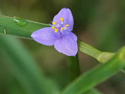 Roland Muench · CC BY 4.0 · GBIF