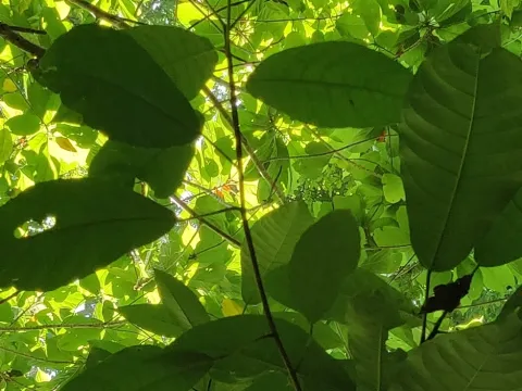 T R Shankar Raman · CC BY 4.0 · GBIF
