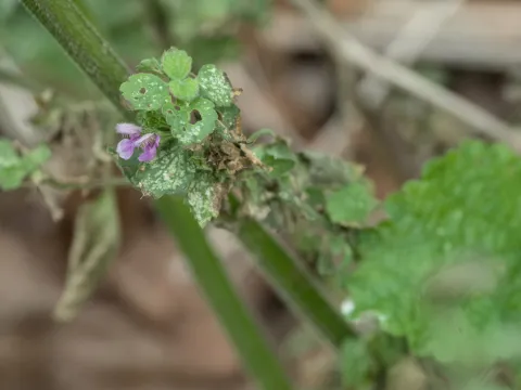 Daniel Cahen · CC BY 4.0 · GBIF