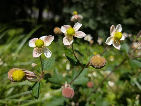 Francisca Wu · CC BY 4.0 · GBIF