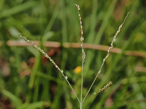 Roland Muench · CC BY 4.0 · GBIF