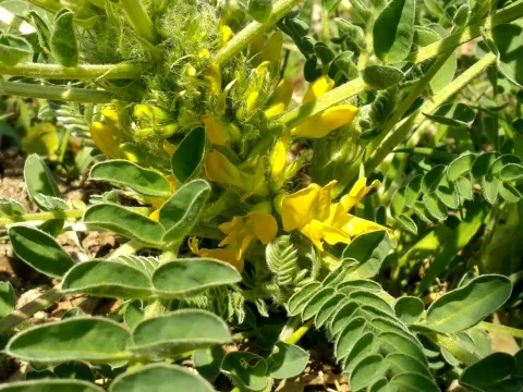 Udi Oron אודי אורון · CC0 1.0 · GBIF