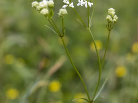 Jon Arne Wilhelmsen · CC BY 4.0 · GBIF
