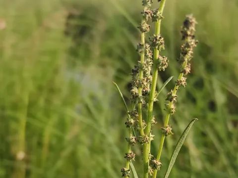 Юлия · CC BY 4.0 · GBIF