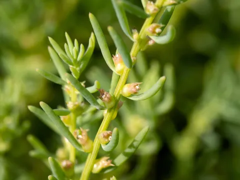 Kym Nicolson · CC BY 4.0 · GBIF