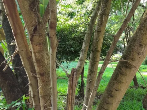 Sayee Girdhari · CC BY 4.0 · GBIF