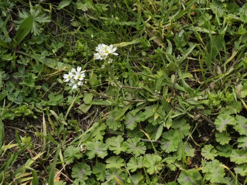 Igor Balashov · CC BY 4.0 · GBIF