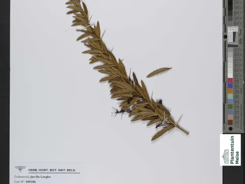Meise Botanic Garden · CC BY 4.0 · GBIF