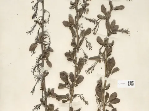 Naturalis Biodiversity Center · CC0 1.0 · GBIF