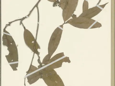 Naturalis Biodiversity Center · CC0 1.0 · GBIF