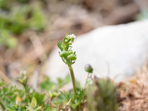 Eleftherios Katsillis · CC BY 4.0 · GBIF