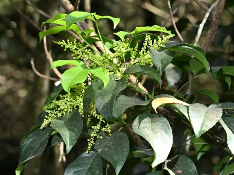 Dennis Vollmar · CC BY 4.0 · GBIF